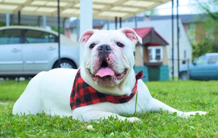 daily bulldog in farmington maine